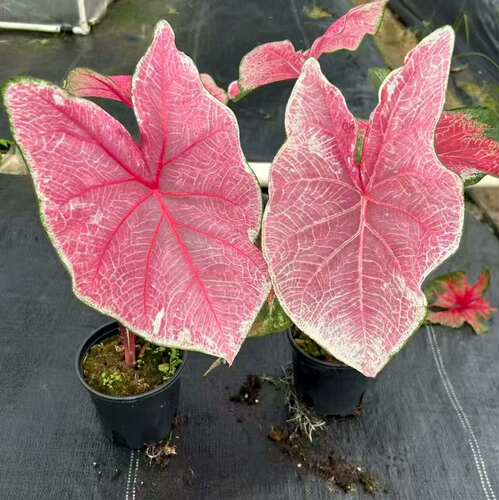 【红桃公主】彩叶芋盆栽粉色大叶热带植物室内观叶绿植