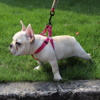 touchdog它它狗狗牵引绳圆绳胸背项圈套装泡棉手柄攀岩系列狗链