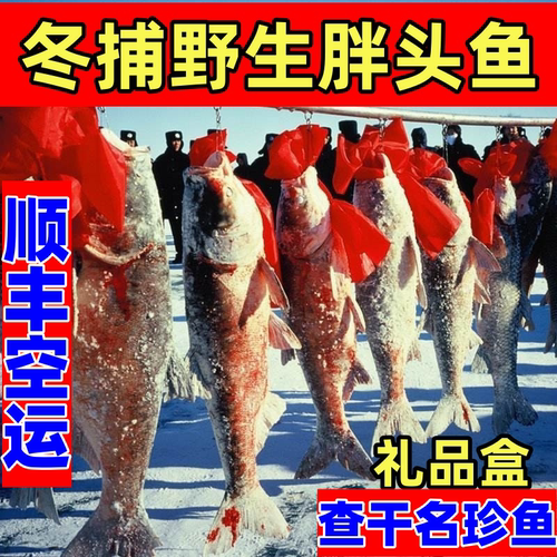 冬捕胖头鱼查干名珍淡水湖花鲢鱼鳙鱼大头鱼新鲜冰冻整条鱼礼盒装