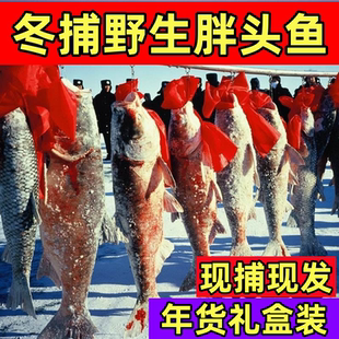 查干名珍胖头鱼淡水湖冬捕鱼6-56斤礼盒装吉林松原冷水鱼年货包邮