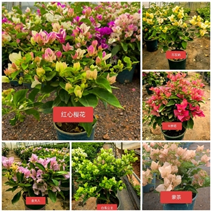 三角梅重瓣老庄红绿樱长花期多品种阳台庭院花卉盆栽