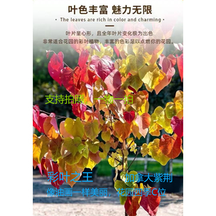 彩叶之王加拿大紫荆永恒之火大型绿植盆栽
