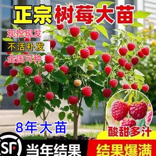 树莓苗双季覆盆子果树苗盆栽地栽南北方种植当年结果红黄树莓果苗