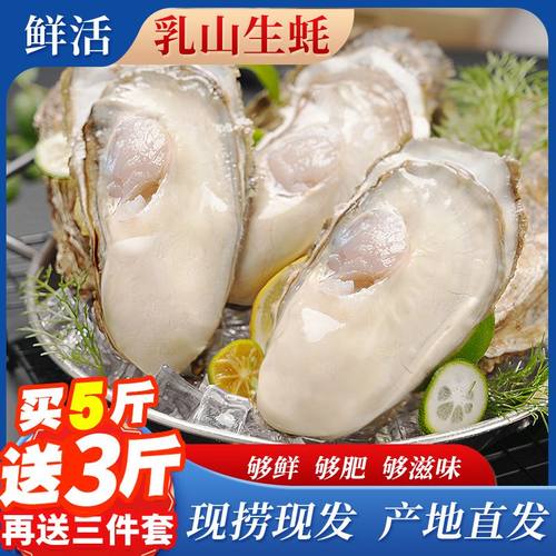 【买5斤送4斤】鲜活正宗乳山生蚝包鲜活海蛎刺身牡蛎干净团购海鲜