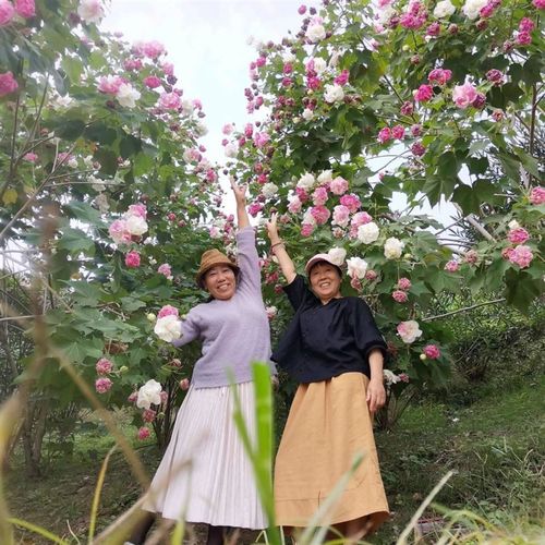 木芙蓉树苗庭院种植芙蓉花苗三醉芙蓉变色大O树户外工程绿化拒霜