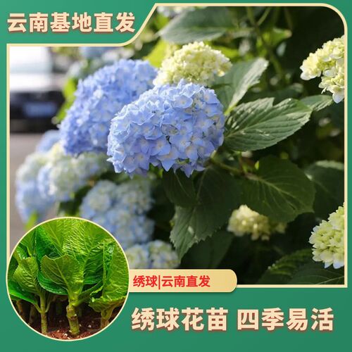 云南直发绣球花苗 无尽夏花苗 四季开花 阳台庭院花卉植物易活易