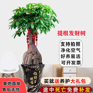 提根老桩发财树招财树办公室客厅好养易活绿植净化U空气乔迁送礼