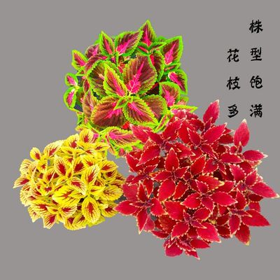 祥瑞金边红色彩叶草花卉观叶绿植盆栽庭院阳台美观好看好养包邮