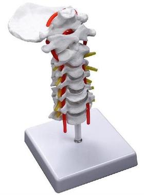 Cervical Vertebra Arteria Spine Spinal Nerves Anatomical