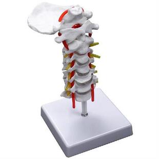 Cervical Vertebra Arteria Spine Spinal Nerves Anatomical