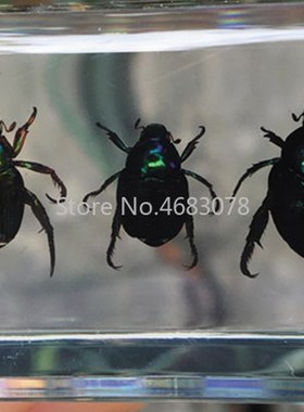 1piece Scarab Insect Speci Ladybug Beetle In Clear Resin Edu