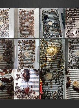 5PCS/SET Cockroach House Cockroach Trap Repellent Killing Ba