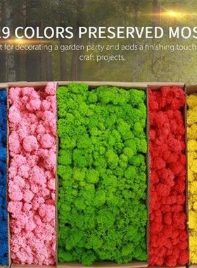 Preserved Moss Wall Decor Real Preserved Moss No