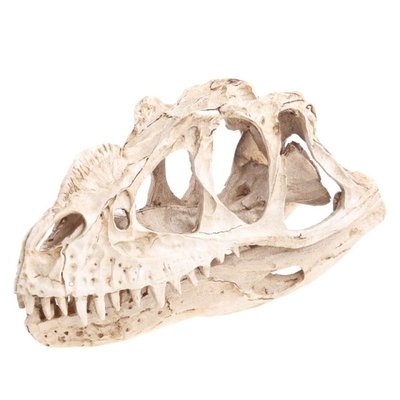 Ceratosaurus Dinosaur Skull Resin Crafts Fossil Skeleton Tea