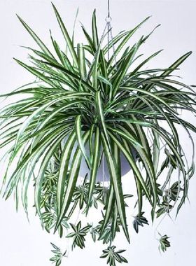 Simulation Chlorophytum Artificial Green Algae Orchid Silk