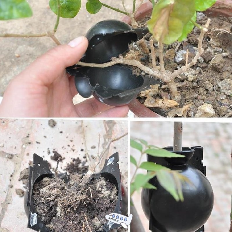 2020 Plant Rooting Ball Plant Root Growing Box Grafting Root