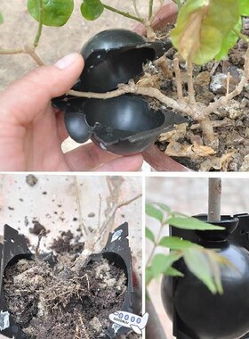 2020 Plant Rooting Ball Plant Root Growing Box Grafting Root