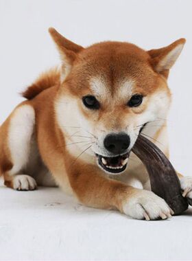Dog Toys Pet Chews Toys Molar Horns Shape Teeth Clean Stick