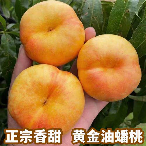 黄金油蟠桃彩虹新鲜水果当季整箱时令孕妇扁桃蒙阴水蜜扁桃4.5斤怎么样,好用不?