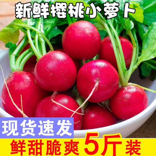 樱桃萝卜新鲜水果萝卜5斤生吃即食蔬菜沙拉蔬菜新鲜水果小红萝卜