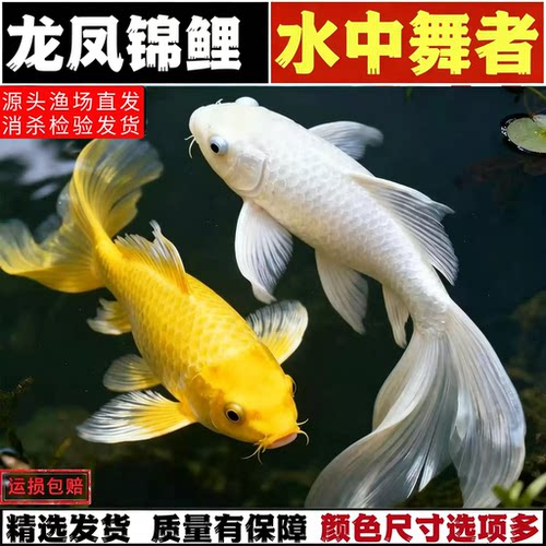 金鱼锦鲤活鱼观赏鱼草金鱼冷水鱼小型鱼白金锦鲤黄金锦鲤淡水好养