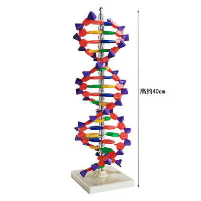 舜江DNA双螺旋结构模型高中生物遗传基因鸟嘌呤腺嘌呤胞嘧啶胸腺