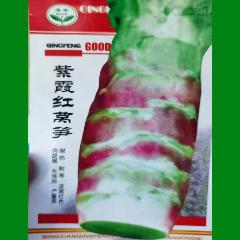 莴笋种子青皮圆叶 紫霞红皮 白皮尖叶莴笋耐寒抗热香莴笋种子