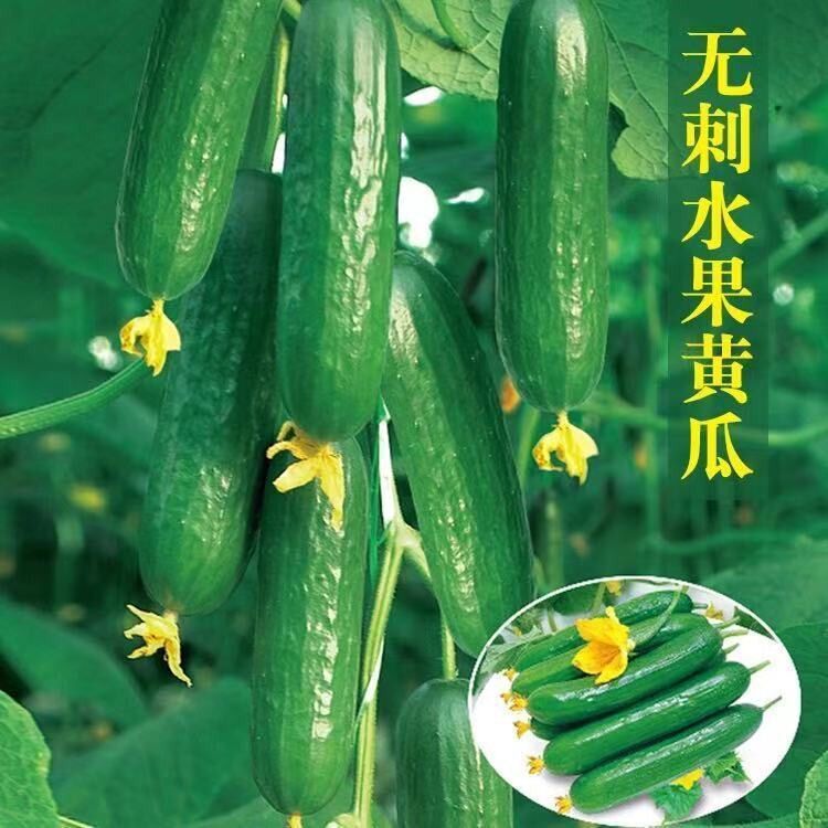 无刺水果黄瓜种子 荷兰进口水果黄瓜种籽 小黄瓜乳瓜种子