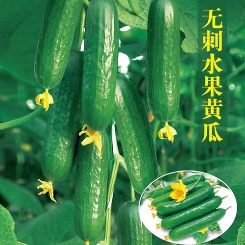 无刺水果黄瓜种子 荷兰进口水果黄瓜种籽 小黄瓜乳瓜种子