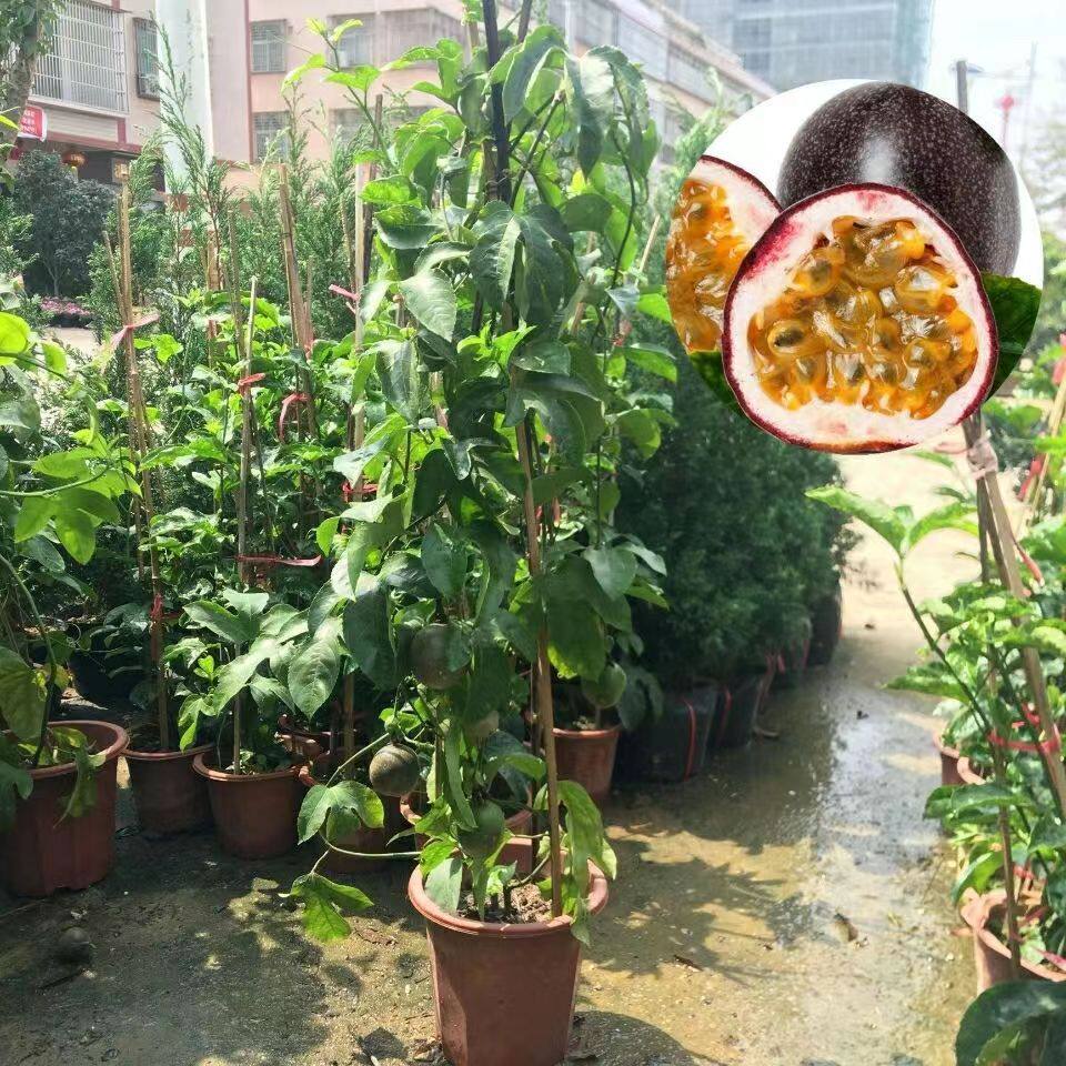 百香果苗黄金果苗鸡蛋果苗紫香台农适合盆栽地栽阳台果树苗