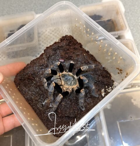 越南低地翡翠收藏级地老虎品种