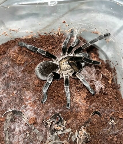 维罗尼卡地老虎（1型）Ornithoctoninae sp. Long Na 地老虎收藏