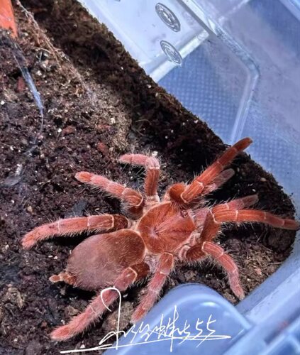 皇帝巴布捕鸟蛛Pelinobius muticus