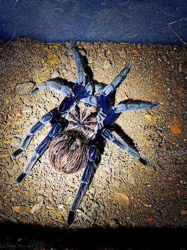 哥伦比亚梦幻蓝镭射蜘蛛高端X属大型南美地栖类宠物蜘蛛蓝镭射蜘