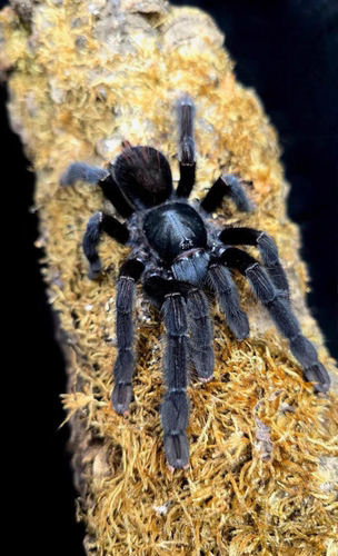 桑义赫黑树老虎lampropelma nigerrimum蜘蛛