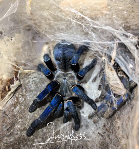 泰国金属蓝Haplopelma lividum