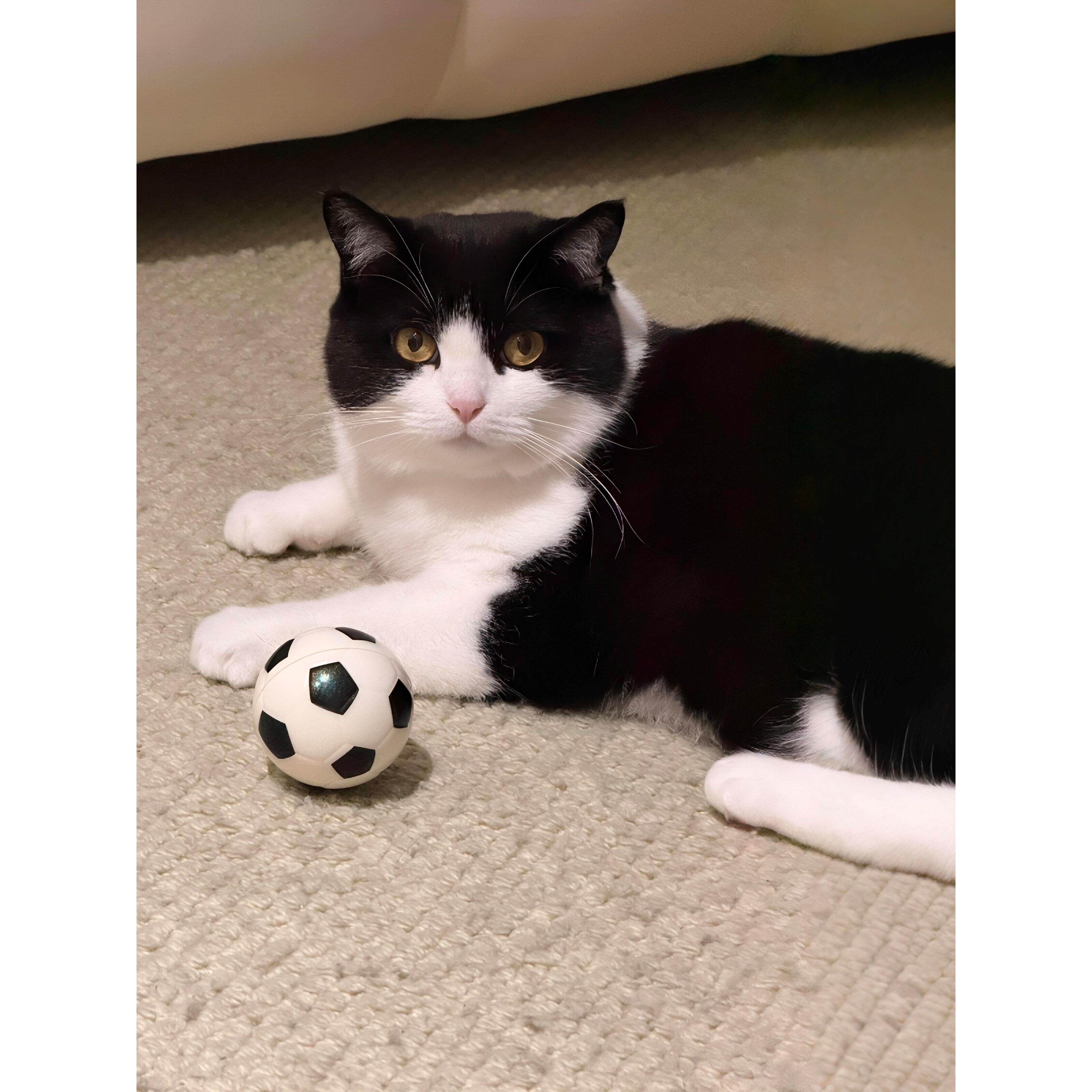 喵喵守门员上线！高弹力足球猫咪玩具球耐磨耐咬球形自嗨解闷神器