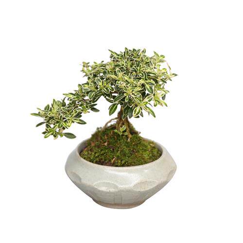 提根六月雪植物盆景老桩悬崖式室内桌面金边迷你小盆栽中国风包邮