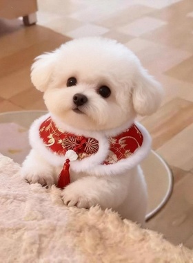 猫咪新年装狗狗拜年服宠物红色小坎肩泰迪小披肩脖套披风中国风