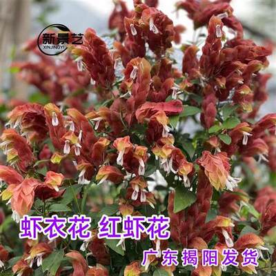 带花红虾衣花四季开花阳台室内盆栽红虾花虾夷花苗形似奇妙多年生