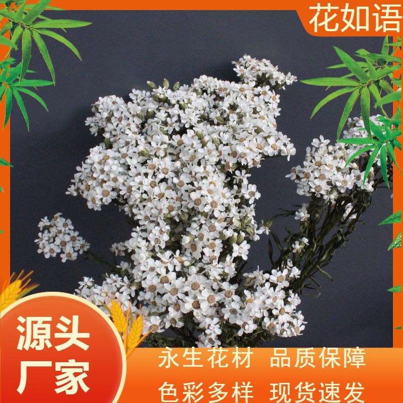 干花白梅小菊花自然植物拍照装饰插花花束