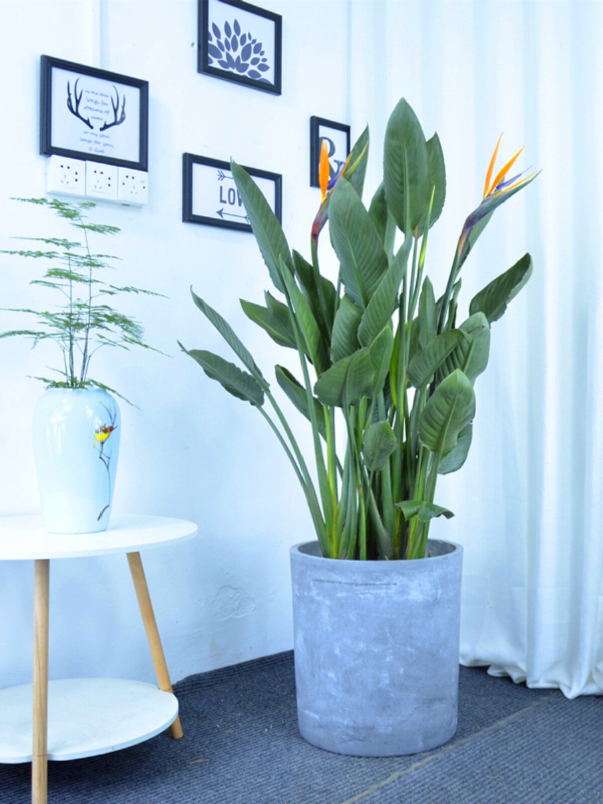 开红花天堂鸟客厅盆栽带花苞鹤望兰大型客厅绿植室外阳台庭院植物