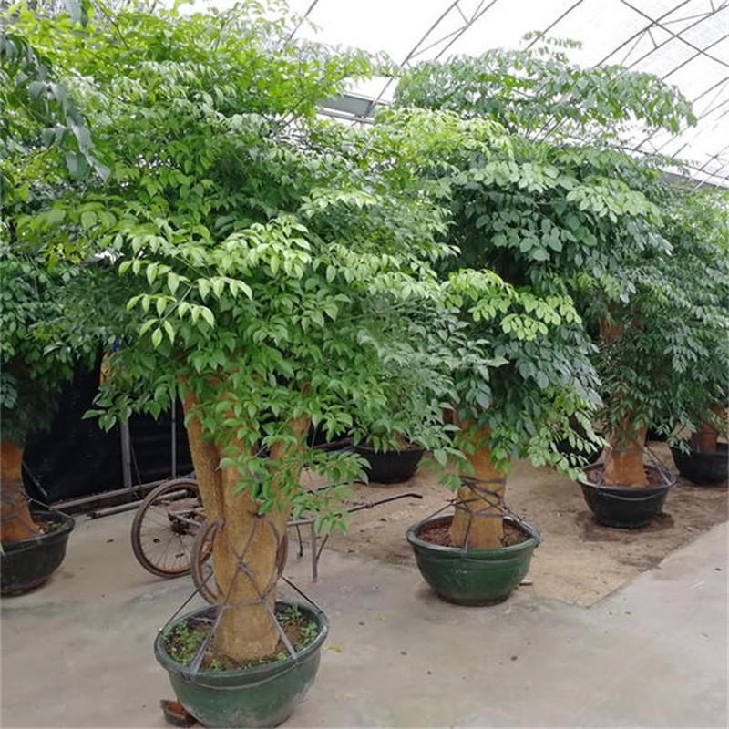 热销幸福树大盆栽植物室内客厅树桩平安发财大型盆景Y花卉绿植开