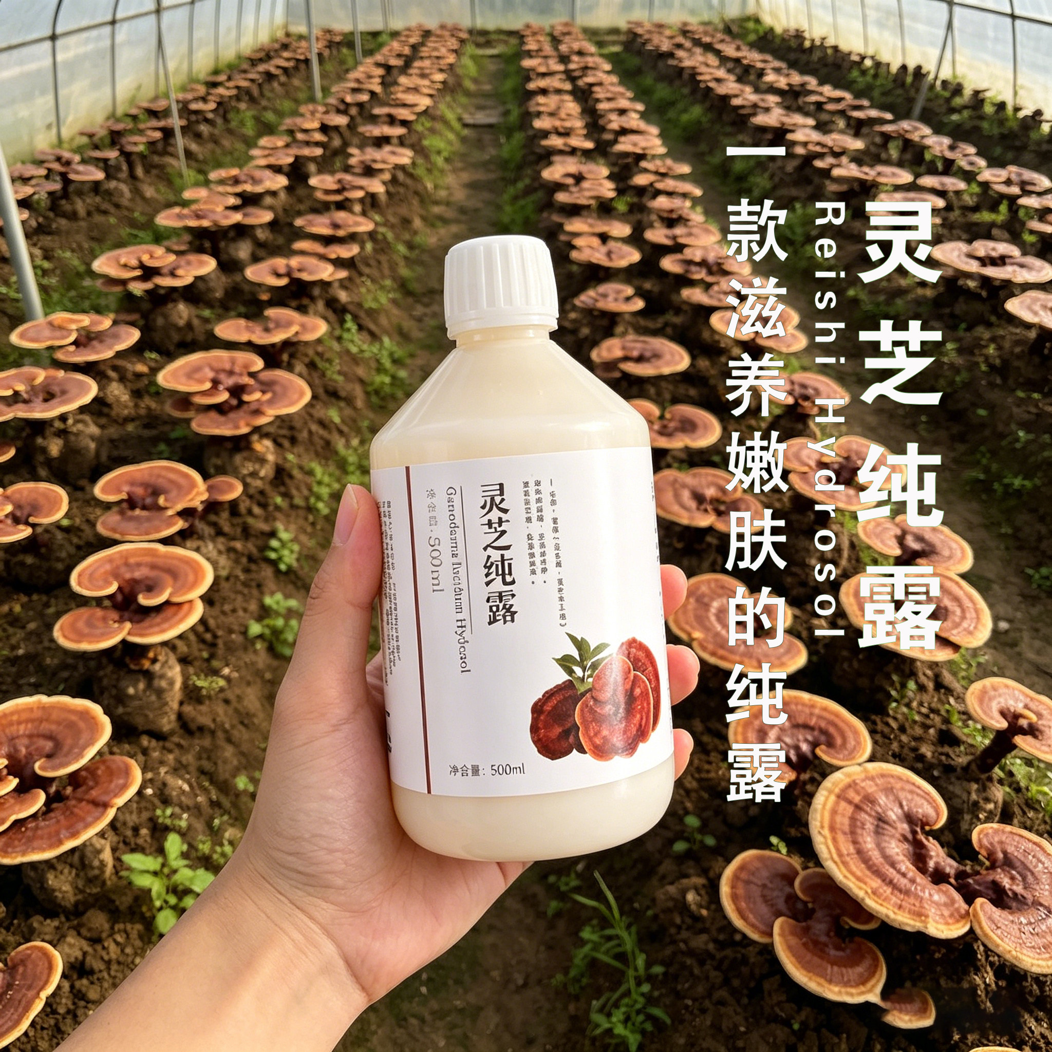 灵芝纯露 灵芝焕颜水 灵芝头道蒸馏中药材爽肤水不提精油湿敷补水