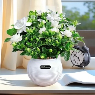 栀子花盆栽带花苞循环开花浓香型室内阳台庭院花卉植物好养易活