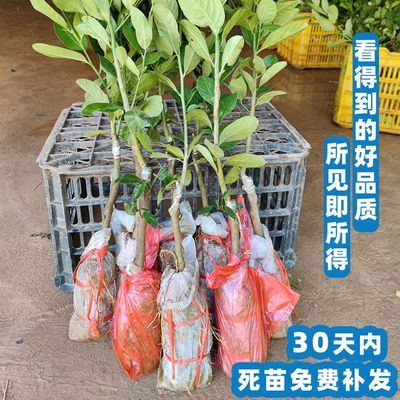 台湾四季香水柠檬树苗广东无籽嫁接食用南方无核盆栽地栽当年结果