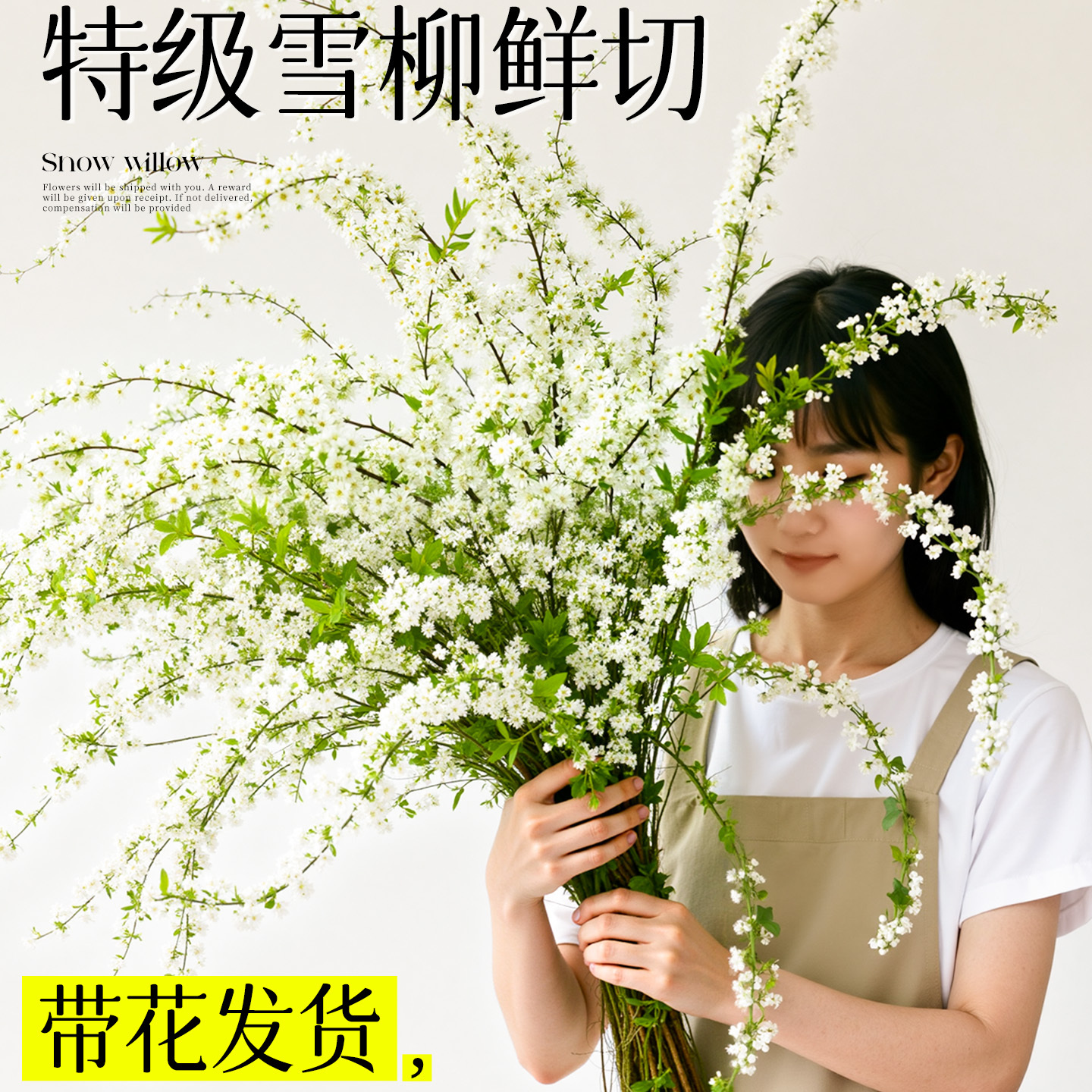 雪柳鲜枝水培龙柳带花苞干支