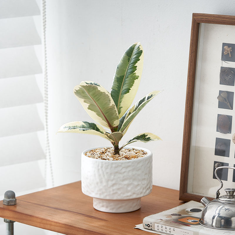 花叶漫画橡皮树室内植物绿植