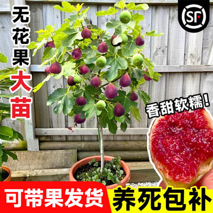 无花果树果苗特大果新品种盆栽庭院阳台矮化水果树南北方四季种植