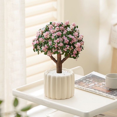 金枝玉叶盆栽多肉植物懒人好养活